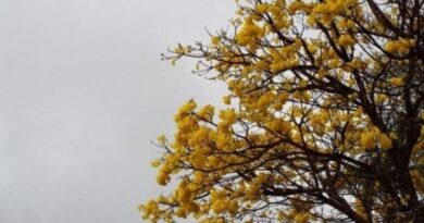 Calor e umidade mantêm risco de chuvas e tempestades em MS nesta quinta