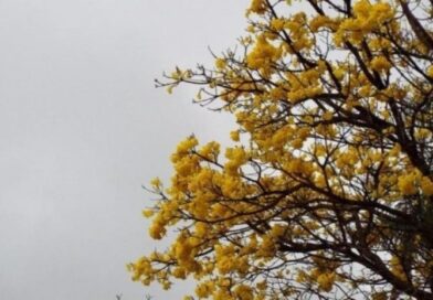 Calor e umidade mantêm risco de chuvas e tempestades em MS nesta quinta