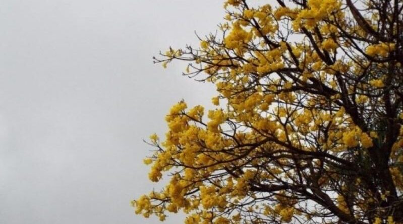 Calor e umidade mantêm risco de chuvas e tempestades em MS nesta quinta