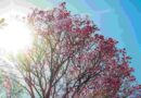 Dia começa ‘friozinho’, mas calor pode chegar aos 40°C em MS nesta terça-feira