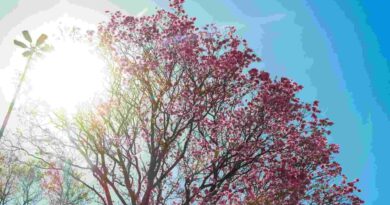 Dia começa ‘friozinho’, mas calor pode chegar aos 40°C em MS nesta terça-feira