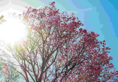 Dia começa ‘friozinho’, mas calor pode chegar aos 40°C em MS nesta terça-feira